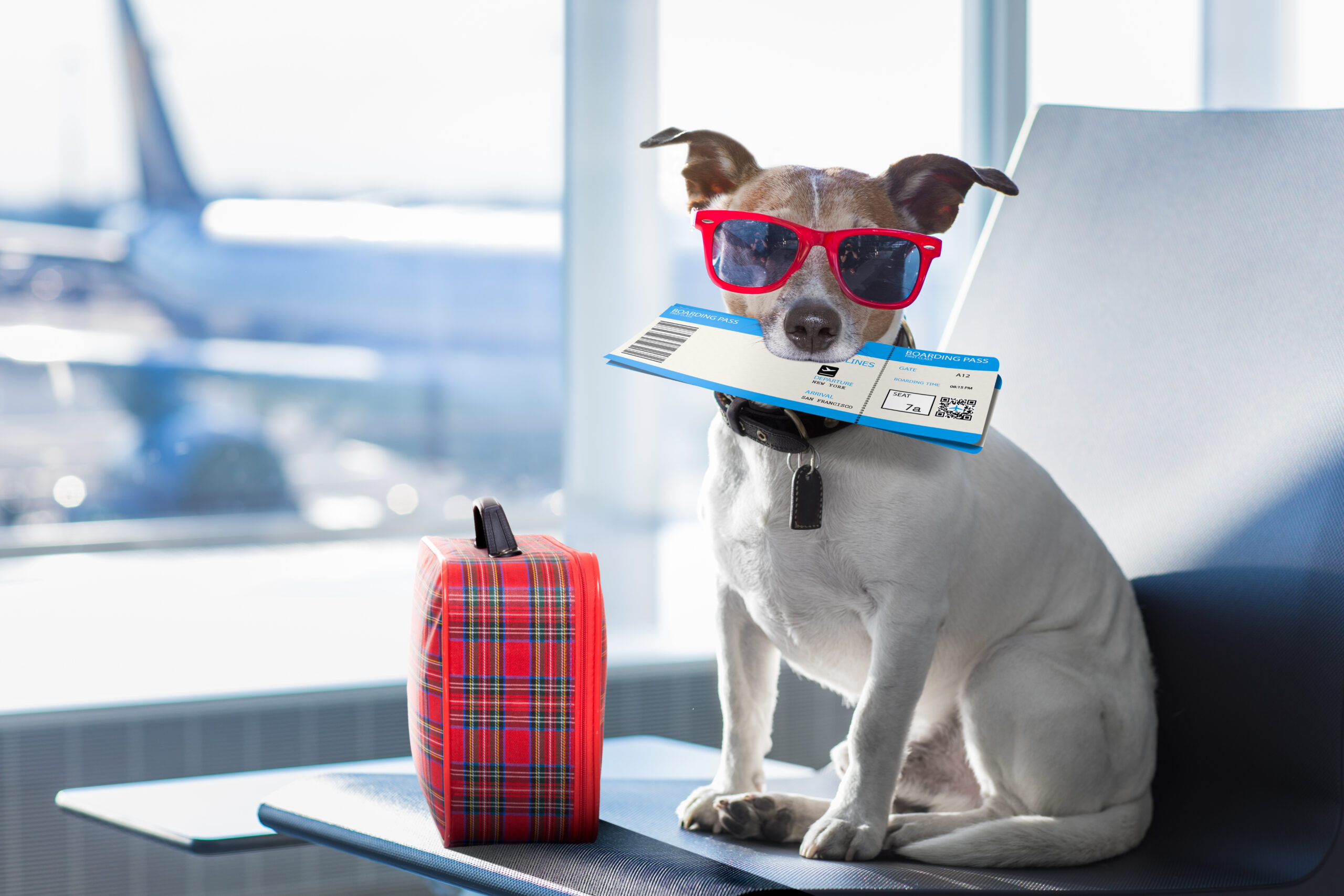 Pets On Board Travel & Health Certificates for Animals